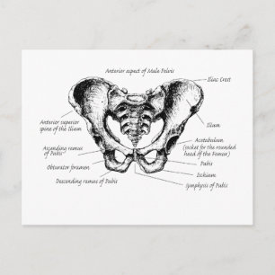 Carte Postale Détails sur Male Pelvis