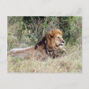 Carte Postale détente du lion
