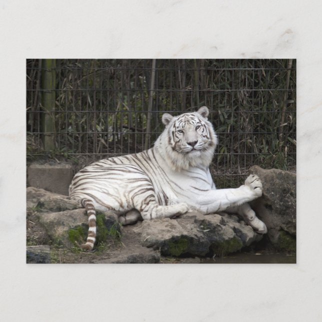Carte Postale Détente photo de tigre blanc du Bengale (Devant)