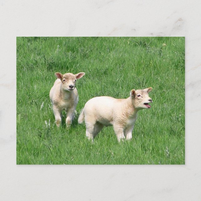 Carte Postale Deux agneaux (Devant)