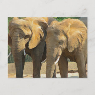 Carte Postale Deux amis éléphants