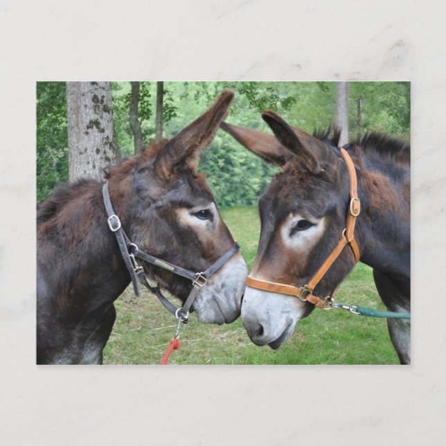 Carte Postale Deux ânes sympathiques (Devant)