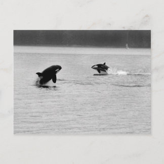 CARTE POSTALE DEUX BALEINES