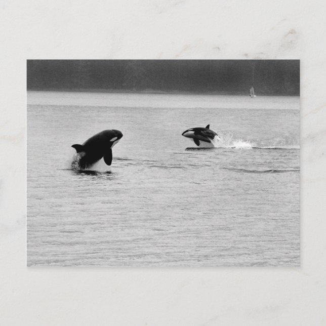 CARTE POSTALE DEUX BALEINES (Devant)