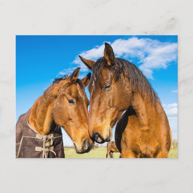 Carte Postale Deux beaux chevaux (Devant)