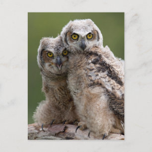 Carte Postale Deux Bébés Grand Chouette
