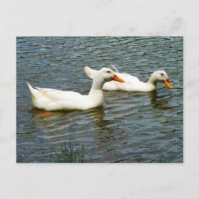 Carte Postale Deux Canards blancs (Devant)