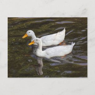 Carte Postale Deux Canards blancs. Lac Roath Park, Cardiff, Pays