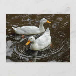 Carte Postale Deux Canards blancs. Lac Roath Park, Cardiff, Pays