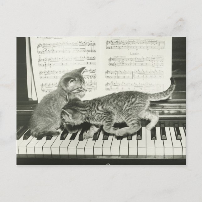 Carte Postale Deux chaton jouant sur le clavier du piano, (B&W) (Devant)