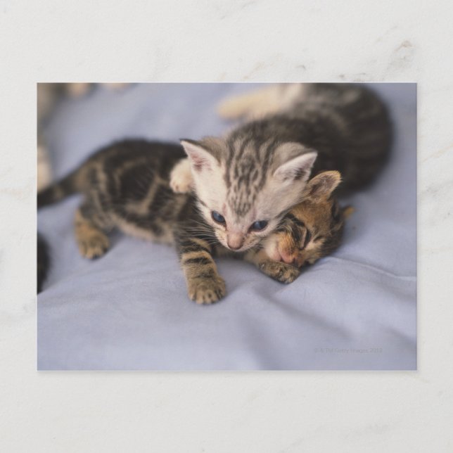 Carte Postale Deux chatons (Devant)