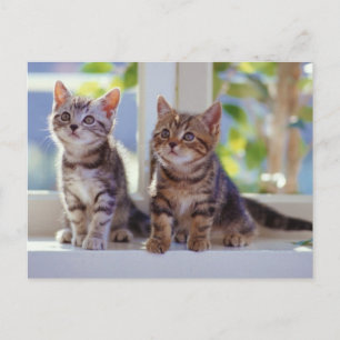 Carte Postale Deux chatons