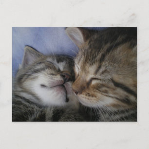 Carte Postale Deux chatons