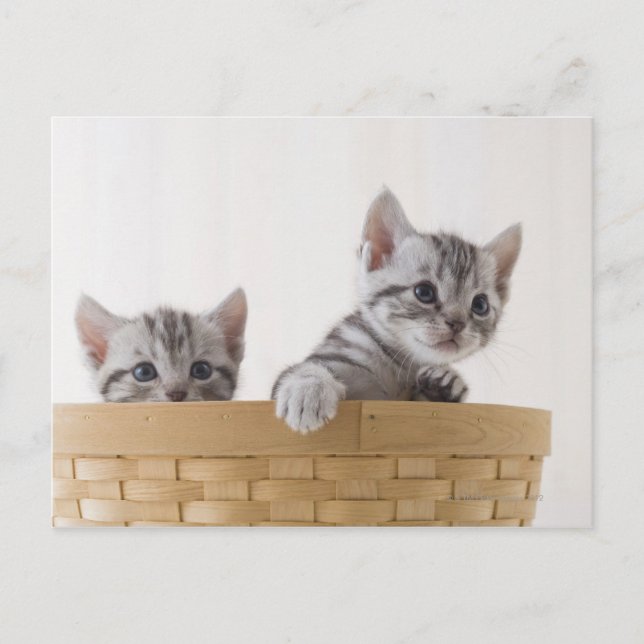 Carte Postale Deux chatons à air court américains (Devant)