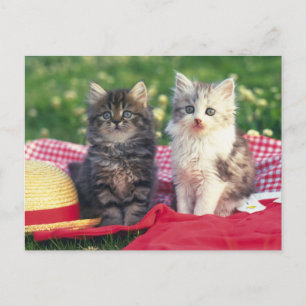 Carte Postale Deux Chatons Assis Sur Une Couverture Rouge