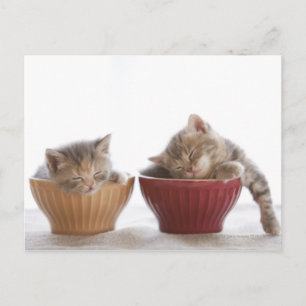 Carte Postale Deux chatons dorment dans les boeufs
