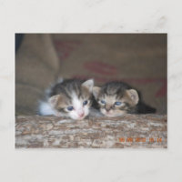 Deux chatons en rondins