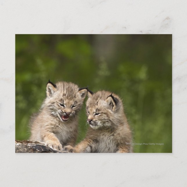 Carte Postale Deux Chatons Lynx Du Canada Jouent Sur Un Journal (Devant)