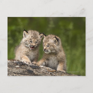 Carte Postale Deux Chatons Lynx (Lynx Canadensis) du Canada