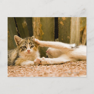 Carte Postale Deux chatons, Maroc