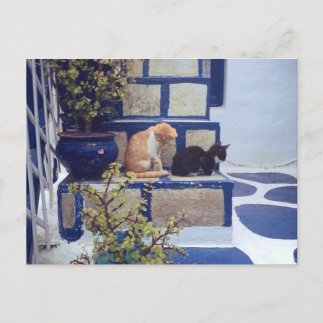Carte Postale Deux chatons Profitant de la journée (Devant)