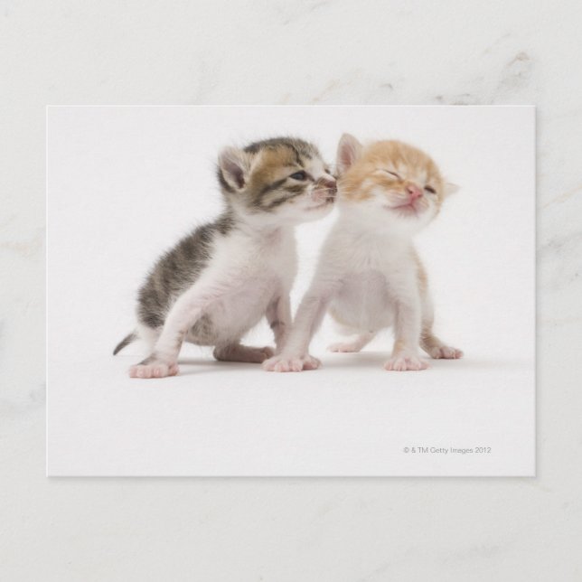 Carte Postale Deux chatons s'embrasser contre un arrière - plan  (Devant)