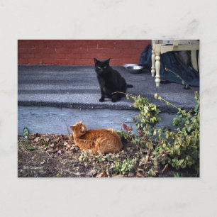 Carte Postale Deux chats dans le triage
