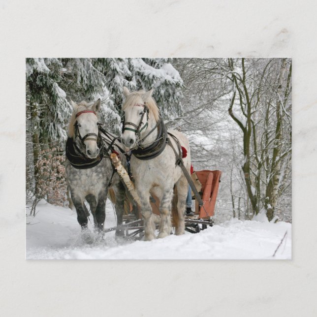 Carte Postale Deux Chevaux blancs tirant un traîneau à travers l (Devant)