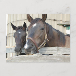 Carte Postale Deux chevaux Chewin a Fence