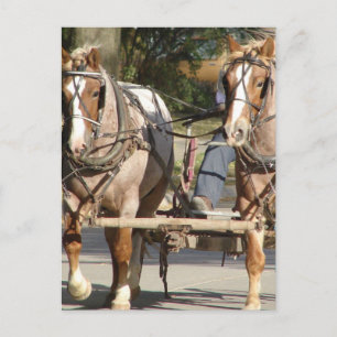 Carte Postale Deux chevaux rouan rouges