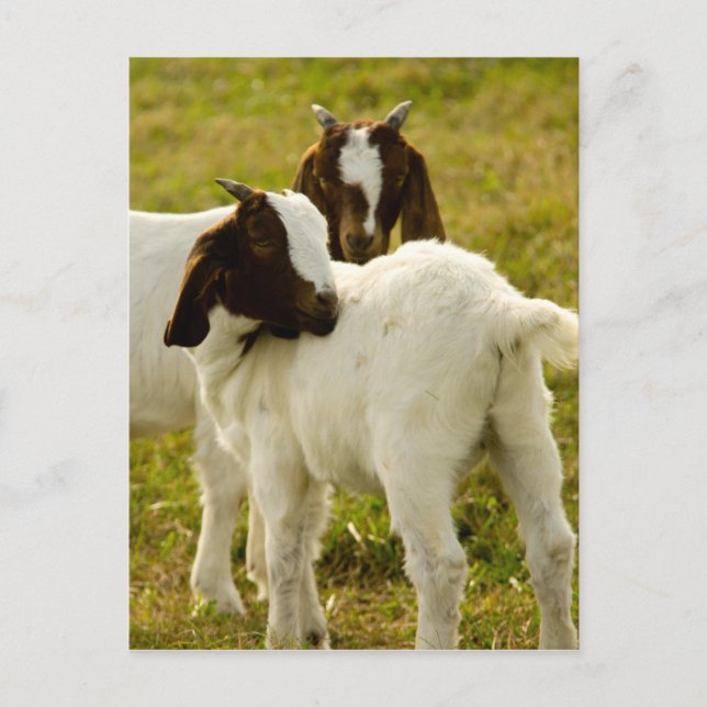 Carte Postale Deux chèvres (Devant)