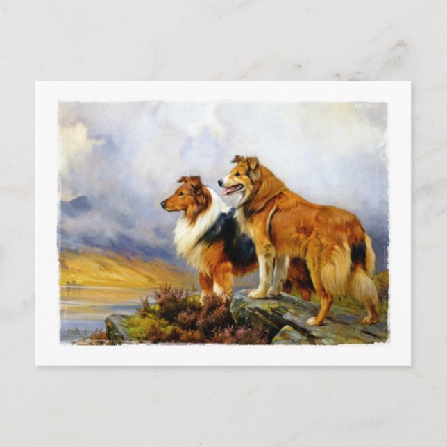 Carte Postale Deux Chiens Collie au-dessus d'un lac (Devant)