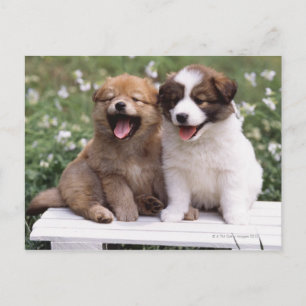 Carte Postale Deux chiots assis ensemble