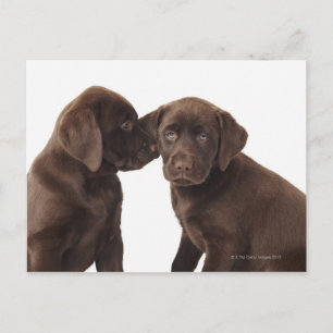 Carte Postale Deux chiots au chocolat Labrador Retriever