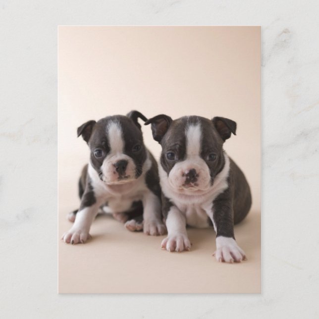 Carte Postale Deux Chiots de Boston Terrier (Devant)