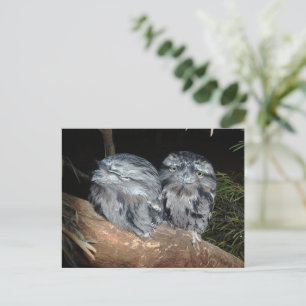 Carte Postale Deux Chouettes-Frogmouth endormies,