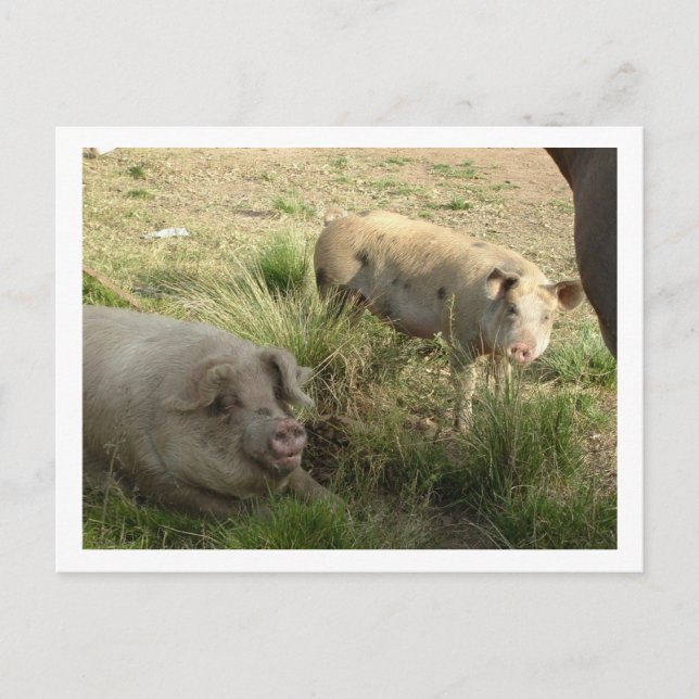 Carte Postale deux cochons (Devant)