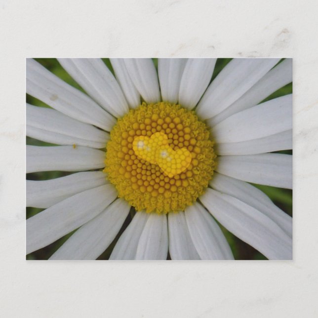 Carte Postale Deux coeurs sur marguerite (Devant)