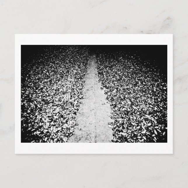 Carte Postale deux côtés du cacao (Devant)