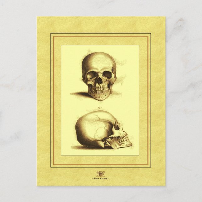 Carte Postale Deux crânes antiques (Devant)