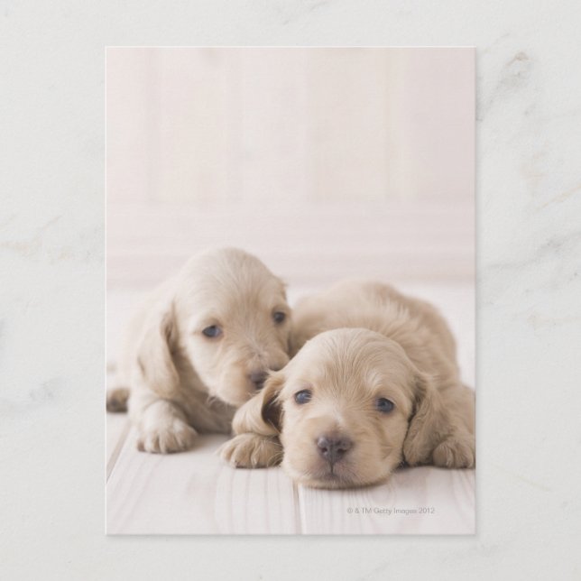 Carte Postale Deux Dachshund miniature (Devant)