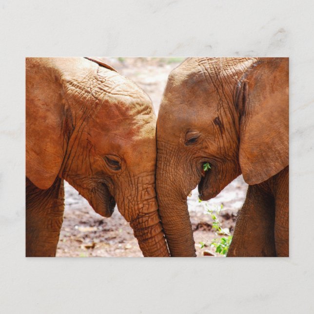Carte Postale Deux éléphants ensemble montrant l'affection (Devant)
