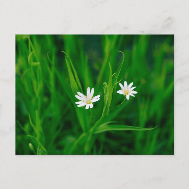 Carte Postale deux fleurs blanches sur une prairie verte (Devant)
