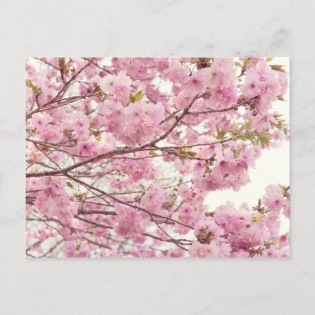 Carte Postale Deux fleurs de cerisiers au Japon (Devant)