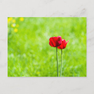Carte Postale Deux fleurs de tulipe rouge