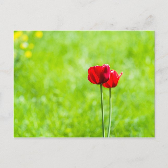Carte Postale Deux fleurs de tulipe rouge (Devant)