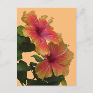 Carte Postale Deux Fleurs D'Hibiscus Orange Font La Poussière. C