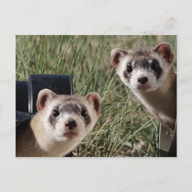 Carte Postale Deux furets (Devant)