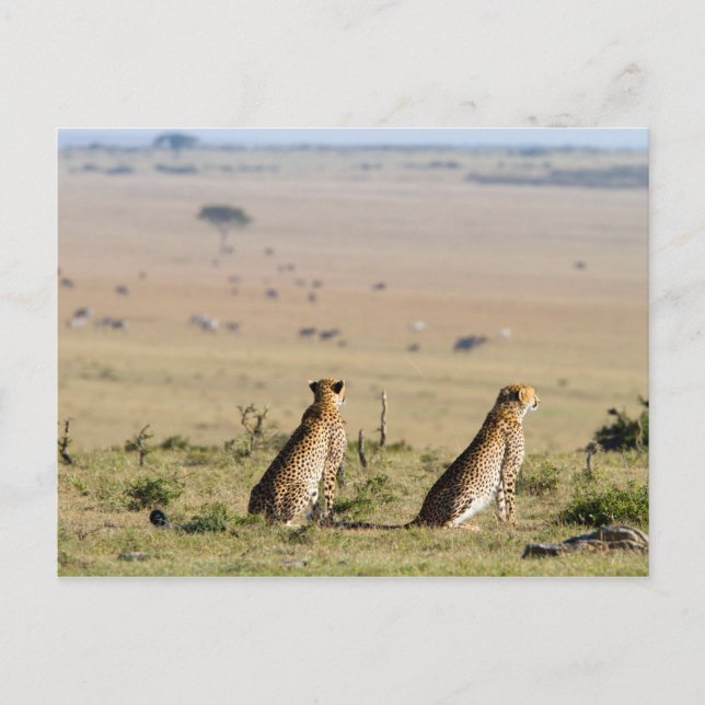 Carte Postale Deux guépards à l'oeil (Devant)