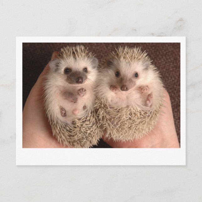 Carte Postale Deux hérissons pour bébés (Devant)
